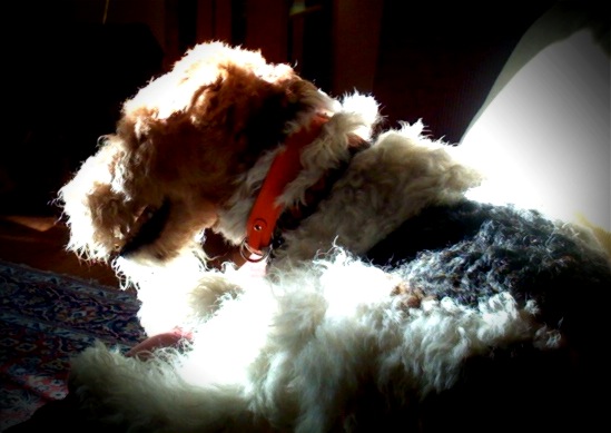 (c)susansheldonnolen