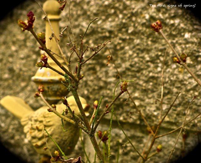 (c)susansheldonnolen