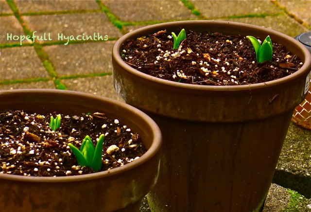 (c)susansheldonnolen