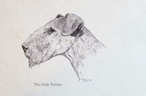 (c) susansheldonnolen