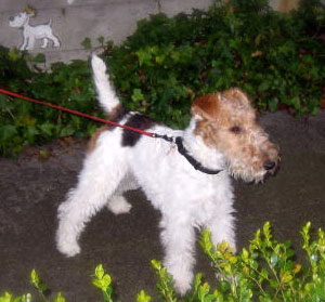 streetart (c)susansheldonnolen