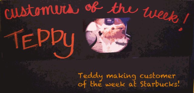 teddystarbucks (c)susansheldonnolen