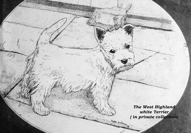 (c) susansheldonnolen