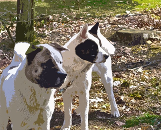 (c)susansheldonnolen