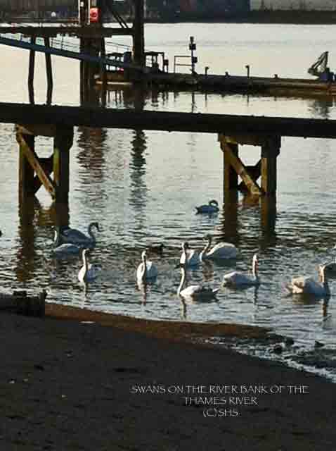 (c)susansheldonnolen