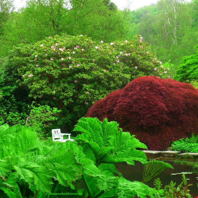 (c)susansheldonnolen