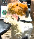 Photograph of Ted, the wire Fox Terrier at starbucks by susan sheldon nolen