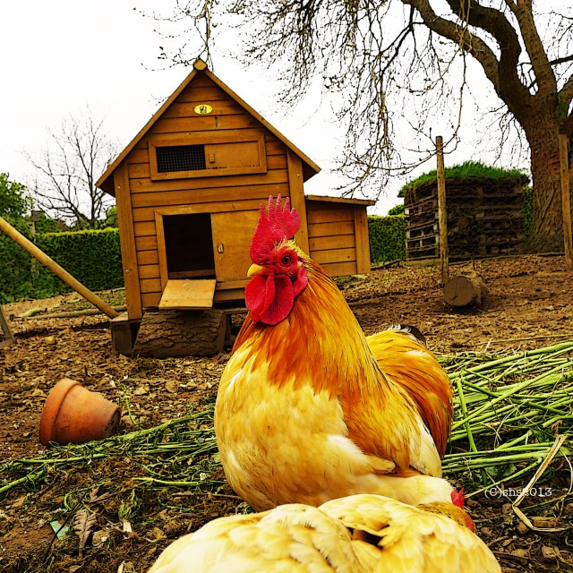 photograph of chartwell's chickens by susan sheldon nolen