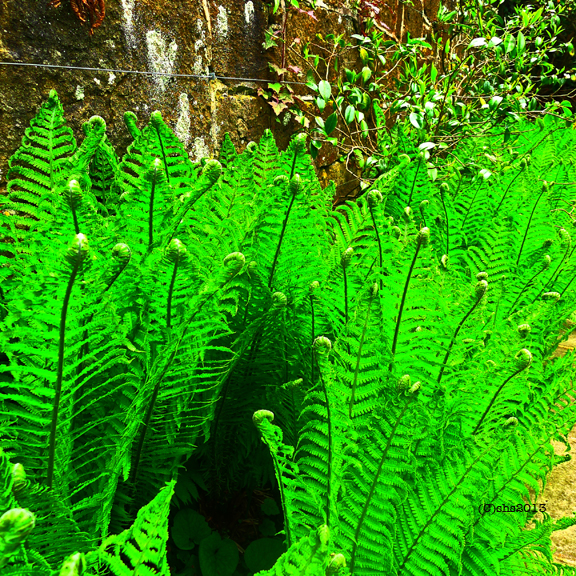 ferns photographed by susan sheldon nolen