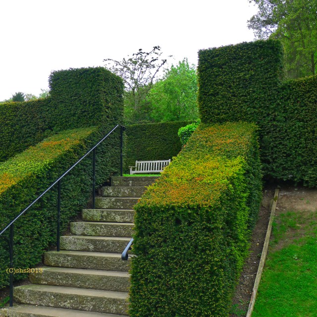 Photograph of a formal hedge at Chartwell Kent by susan sheldon nolen