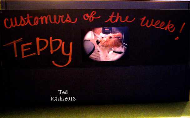 Photograph of susan sheldon nolen's wire fox terrier teddy making starbucks customer of the week