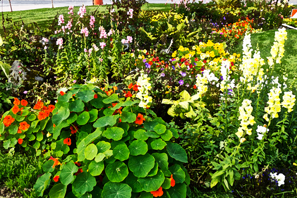 garden photo by susan sheldon nolen (C) 2013