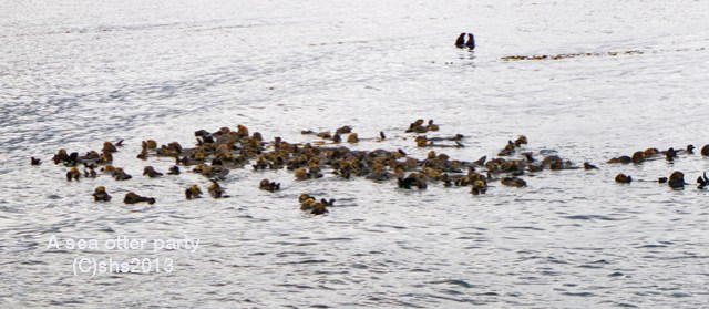 photograph of sea otters in Alaska by susan sheldon nolen © 2013