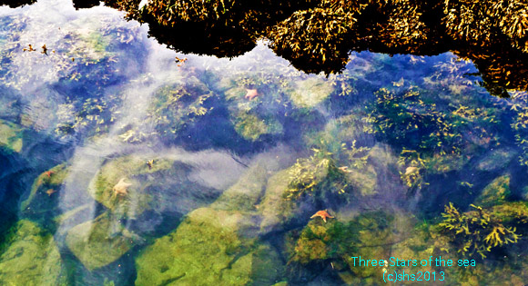 Threestarsoftheseashs