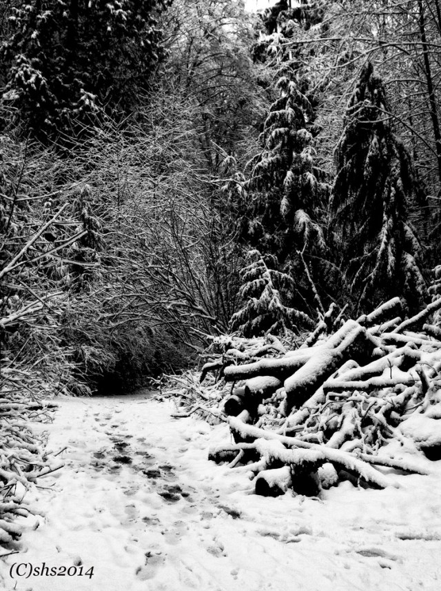 Winter Trees Black and White Photograph by Susan Sheldon Nolen