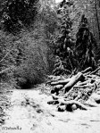 Winter Trees Black and White Photograph by Susan Sheldon Nolen
