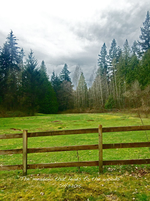 Susan Sheldon's Photograph of a Meadow