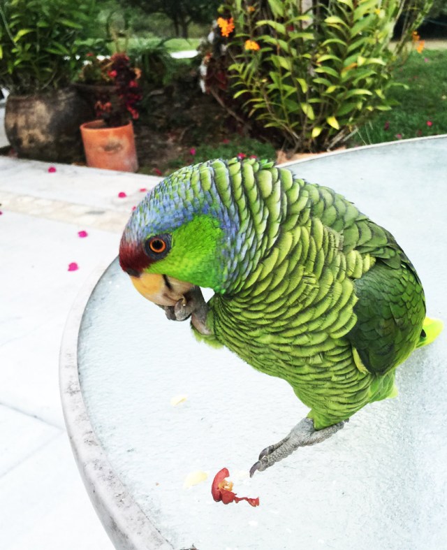 Susan Nolen's Photograph of Jasmine the Parrot at Rancho Primavera