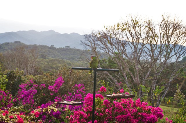 Susan Nolen's photograph of a Parrot