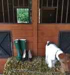 Ted the wire fox terrier taking off from his photo shoot!